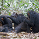 Un grupo de chimpancés. Foto: Wikipedia